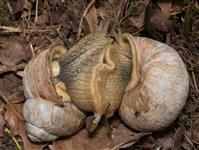 Helix pomatiaVINBERGSSNÄCKA